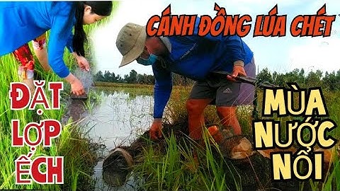 Đặt Lợp Ếch Đồng Lúa Chét/ Mùa Nước Nổi/Út Miền Tây