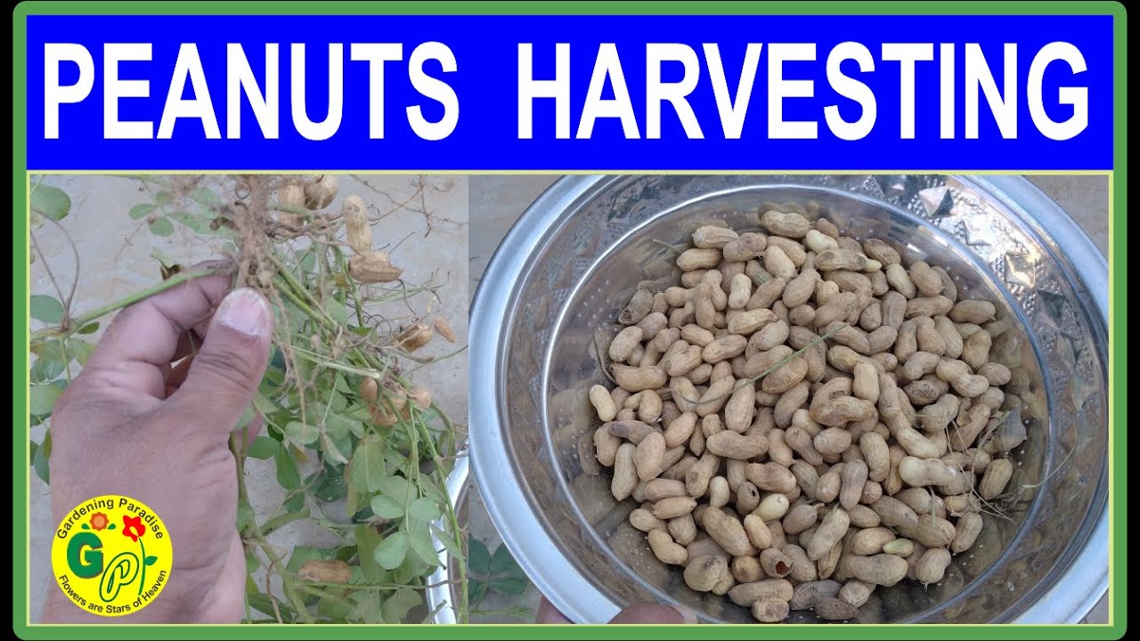 How And When To Harvest Peanuts Peanut Growing Harvesting And how-and-when-to-harvest-peanuts-peanut-growing-harvesting-and