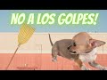 Regaño Y Corrección En Perro Chihuahua Cabeza De Venado Y Manzana