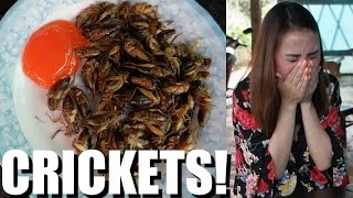 EATING BUGS in Vietnam. Da Lat's Cool Cricket Farm.