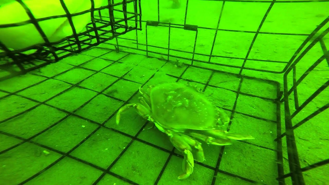 A Female Dungeness Crab in a Trap - YouTube