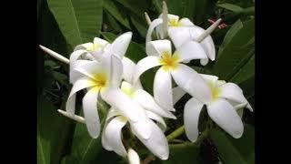 Instrumental - Aladom (HQ)