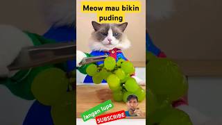 kucing bikin puding jelly