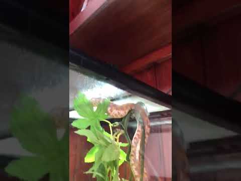 herpetology science olympiad test Crazy Western Hognose and crazy wobbly camera.