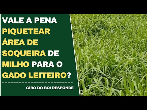 VALE A PENA PIQUETEAR ÁREA DE SOQUEIRA DE MILHO PARA O GADO LEITEIRO?