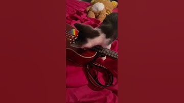 Thumbnail of My cat plays the ukulele :")