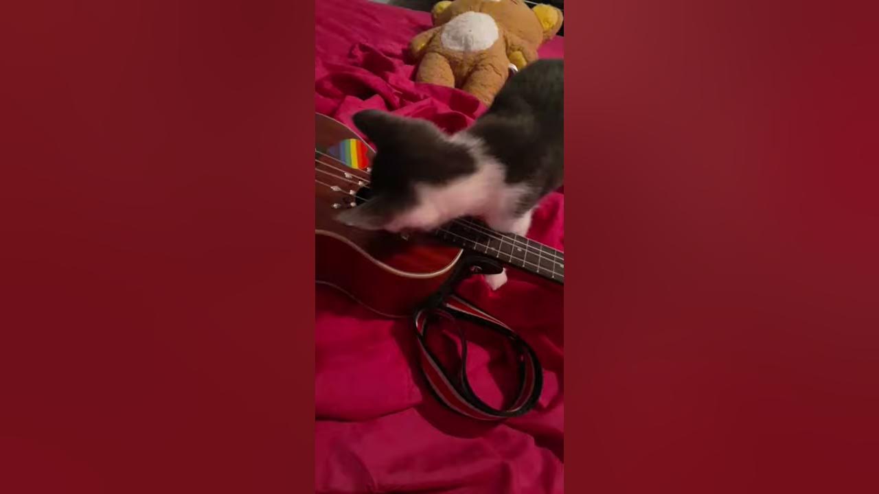 My cat plays the ukulele :")