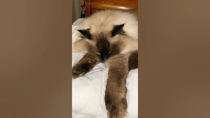 Video 6728901: doll kitty cat, cat pets, cat love