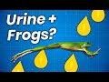 What Happens When You Inject Urine into Frogs