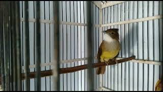 Download Lagu cucak jenggot betina cucak jenggot medan cucak jenggot mini, cucak jenggot sumatra |cucak jenggot Download Lagu cucak jenggot betina cucak jenggot medan cucak jenggot mini, cucak jenggot sumatra |cucak jenggot