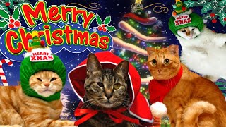 【超豪華】猫たちのクリスマスに密着したら事件連発で腹筋崩壊なんだがww