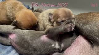 Puppies Family💝 Breastfeeding Compilation Day 9-12 Platinum Frenchies #lilacfrenchies #viralvideos