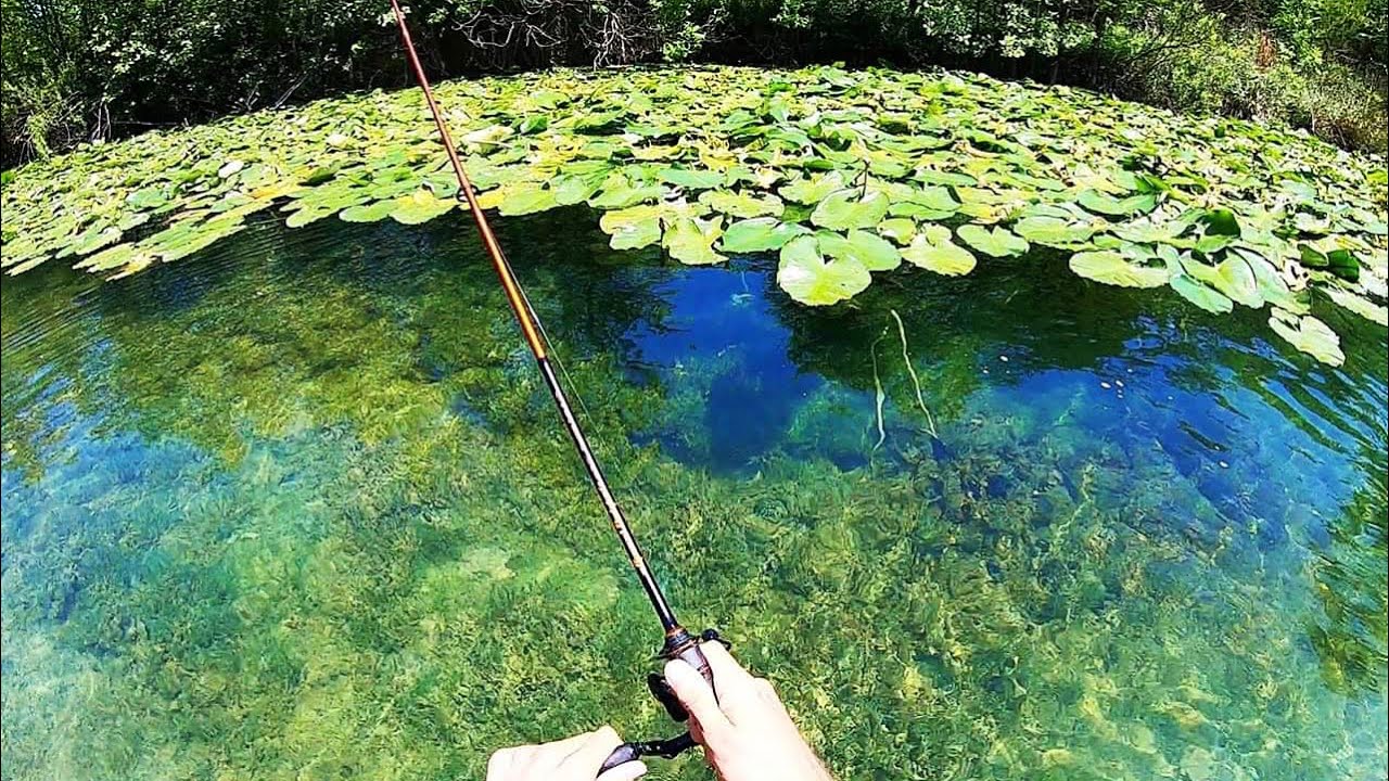 Download INSANE CREEK FISHING in CRYSTAL CLEAR WATER!!!
