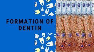 Dentin Formation | Dentinogenesis | Dentin Pulp Complex Session 3