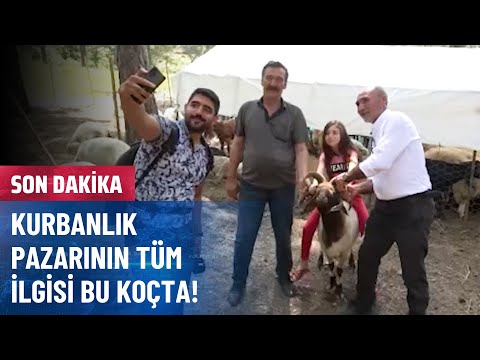 5 Boynuzlu Koça Büyük İlgi