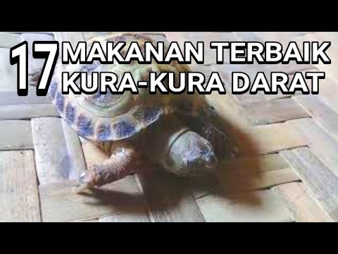 Video: Apa yang Dapat Makan Kura-kura Sulcata Anda