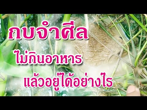 กบจำศีลไม่กินอาหารแล้วอยู่ได้อย่างไรครึ่งปี