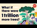 Trees as Carbon Vaults: The Role of Forests in Climate Change Mitigation