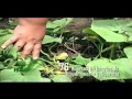 Con el apoyo del Gobierno se cultivaron 76 huertos en Beni
