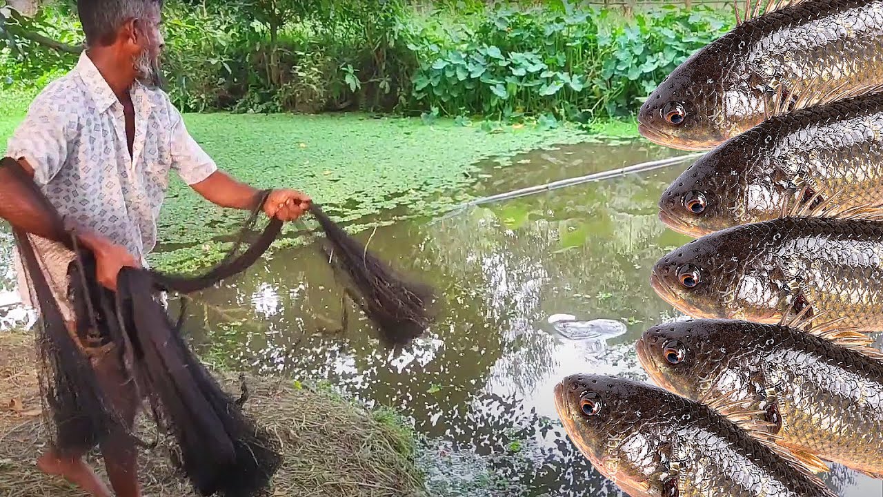 Pond Fishing in Village With a Net. Village Bass Fishing Vlog. Hand Fishing in Village Life.