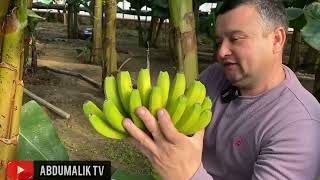 Бизнеси Банан дар шароити Хона дар Узбекистон +998974026696 номерои банан фуруш