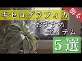 【エアプランツ】キセログラフィカをオシャレに飾るおすすめアイテム５選！迷ったらコレ！初心者でも安心！！エアープランツの飾り方に迷ったらコレ！