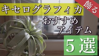 【エアプランツ】キセログラフィカをオシャレに飾るおすすめアイテム５選！迷ったらコレ！初心者でも安心！！エアープランツの飾り方に迷ったらコレ！