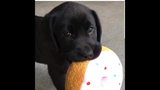Labrador Compilation - Cute and Funny #18