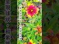 像太陽一樣｜天人菊｜Firewheel / Gaillardia｜冬天裡的一把火