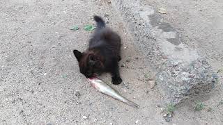 Котенок ищет хозяина Котенок ищет хозяина