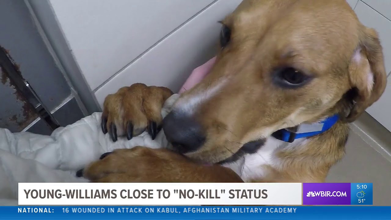 young williams animal shelter dogs