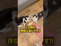 【注意】これを猫にあげると...飼い主がとんでもなく放置されます🐈⚠️#ペッツビレッジクロス #ペット用品 #ペット