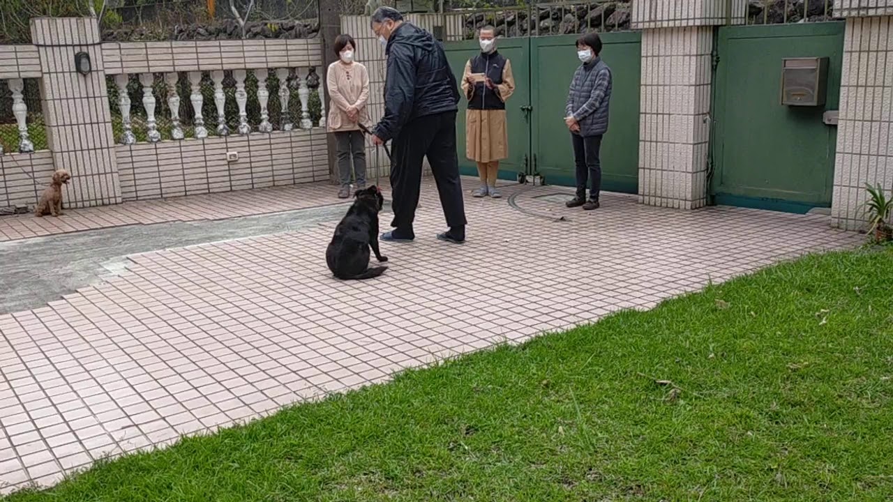 凶暴犬期末干擾測驗 Youtube 凶暴犬期末干擾測驗 Youtube