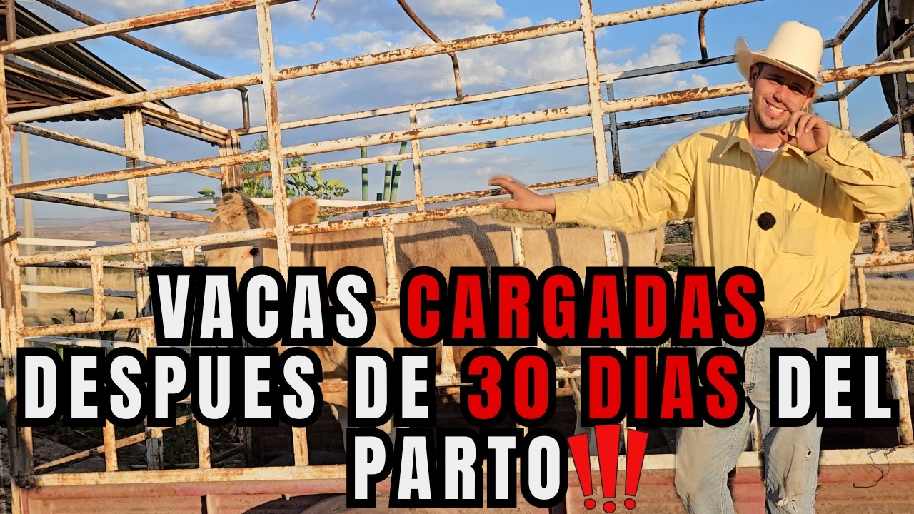 HAZ que tus VACAS QUEDEN CARGADAS a solo 30 DIAS DESPUES del PARTO |  GANANCIAS | RancheandoAndo