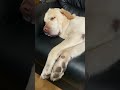 リオ君寝方の癖もどんどんレベルが上がってきてます🤭✨🤍#保護犬 #ラブラドールレトリバー #大型犬 #dogshorts #dogrescue #labrador #doglife