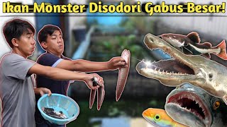 Download Lagu KEMARAU TIBA! INI REAKSI IKAN MONSTER SAAT DIKASIH MAKAN MP3