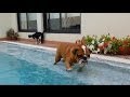 English Bulldog Really wants to swim