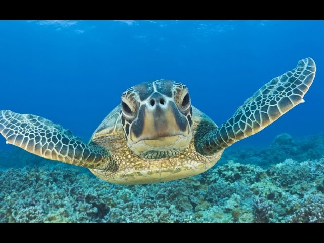 Swimming with Turtles