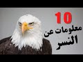 10 معلومات لم تكن تعرفها عن النسر ؟