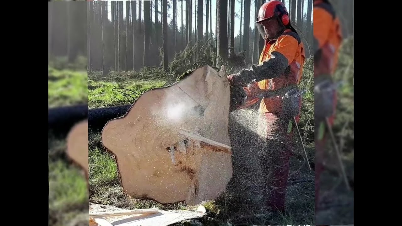 Оригинальное видео на Youtube для сада и леса @gardenandforest 