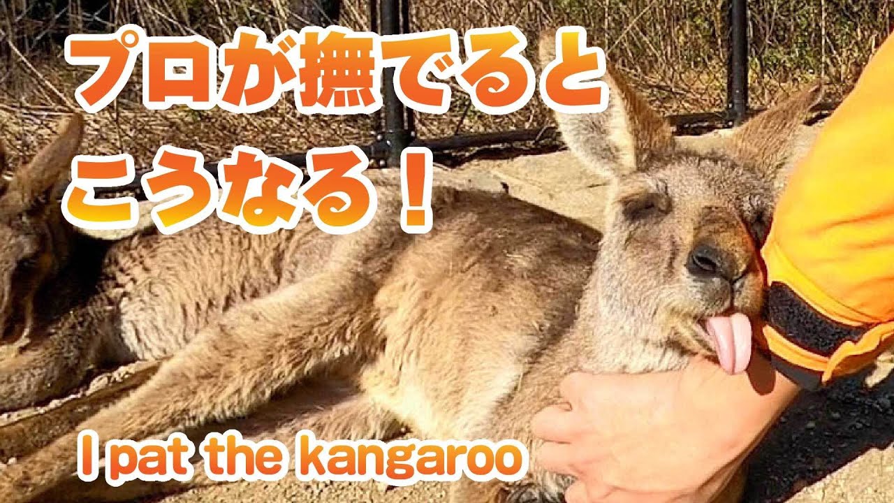 カンガルーと仲良くふれあいたい人に撫で撫で教えます How To Scratch Kangaroo Youtube