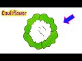 How to Make [Cauliflower]Drawing پھول گوبھی کی ڈرائنگ بنانے کا طریقہ step with color Pinky Drawings