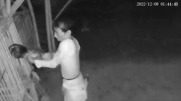 Maling 3 Ekor Ayam Jago Pama Thailand Terekam CCTV