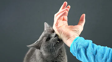 Was passiert wenn Katzen Schmerzmittel essen?