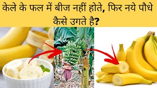 केले के फल में बीज नहीं होते, फिर नये पौधे कैसे उगते है ॥ Banana fruit does not contain seeds 