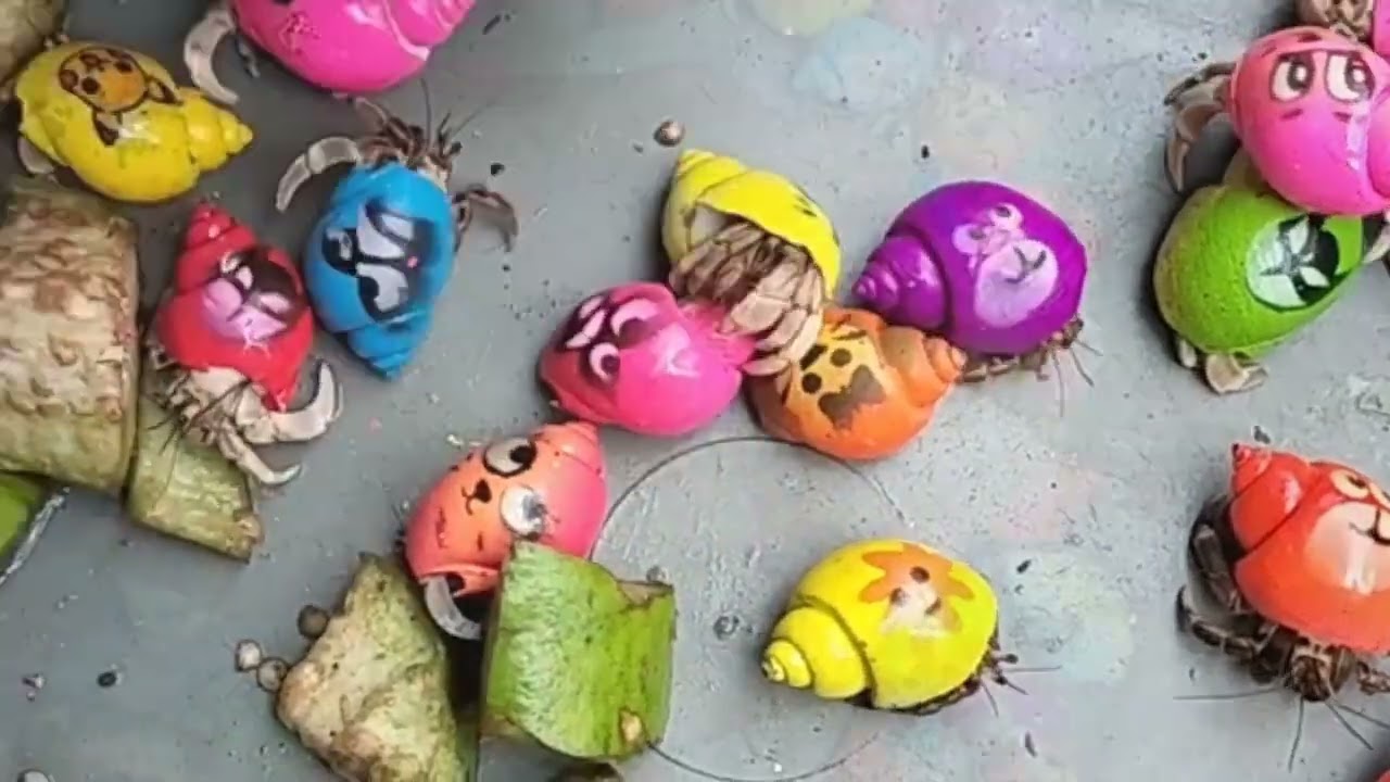 MENYERAMKAN! Berburu keong mas, Kepiting, Siput Warna - Warni, (keong sawah) dirawa angker!  Eps.097