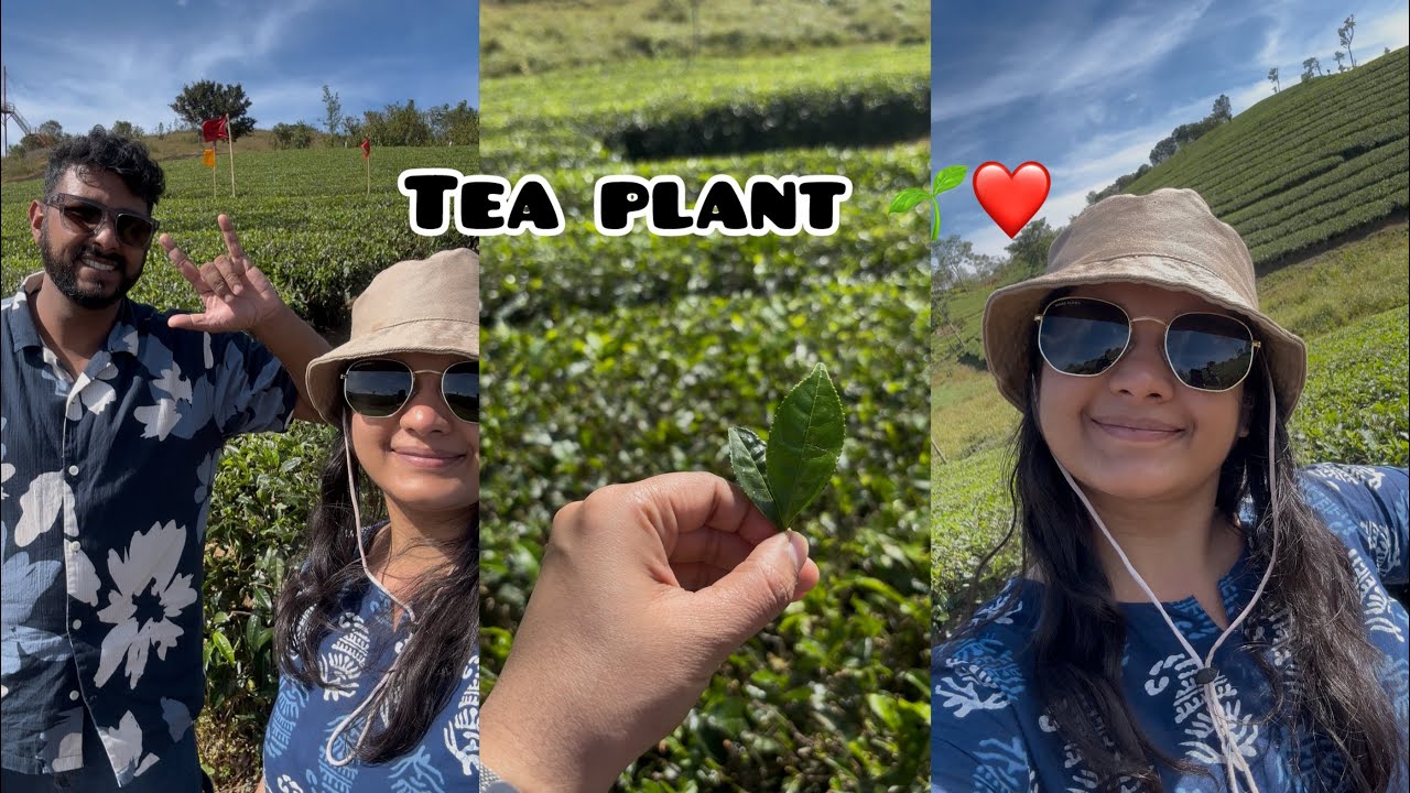 Tea plant ❤️🌱 