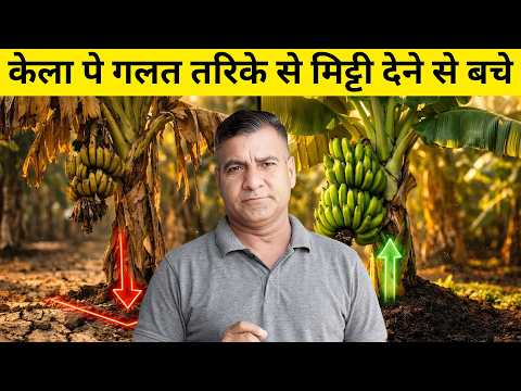 1665-Kisan karyashala : केले के पौधों में ,मिट्टी चढ़ाने का सही तरीका, #rahuljawan के साथ। #banana