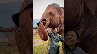 Why do elephants cooperate with their keepers to get their feet washed#animals #love #cute #elephant