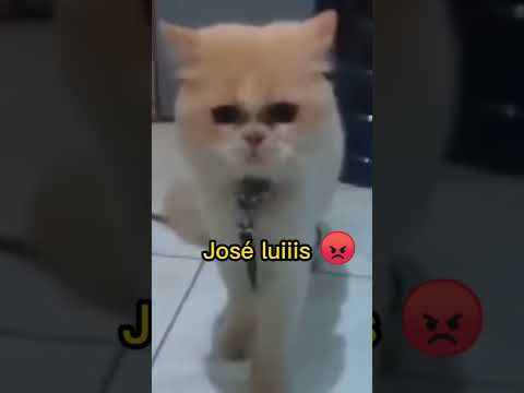 Video: ¿Podría el ronroneo de tu gato tener efectos curativos sobre ti?